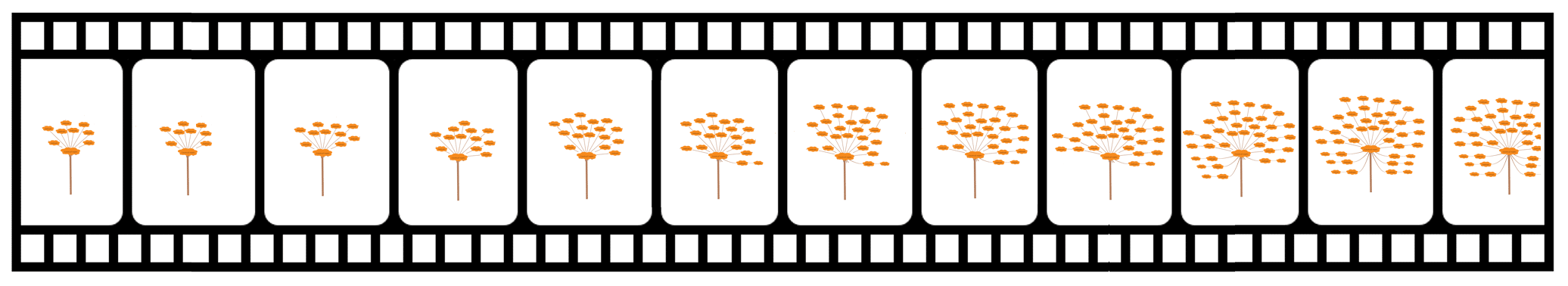 mind mapping is like a movie