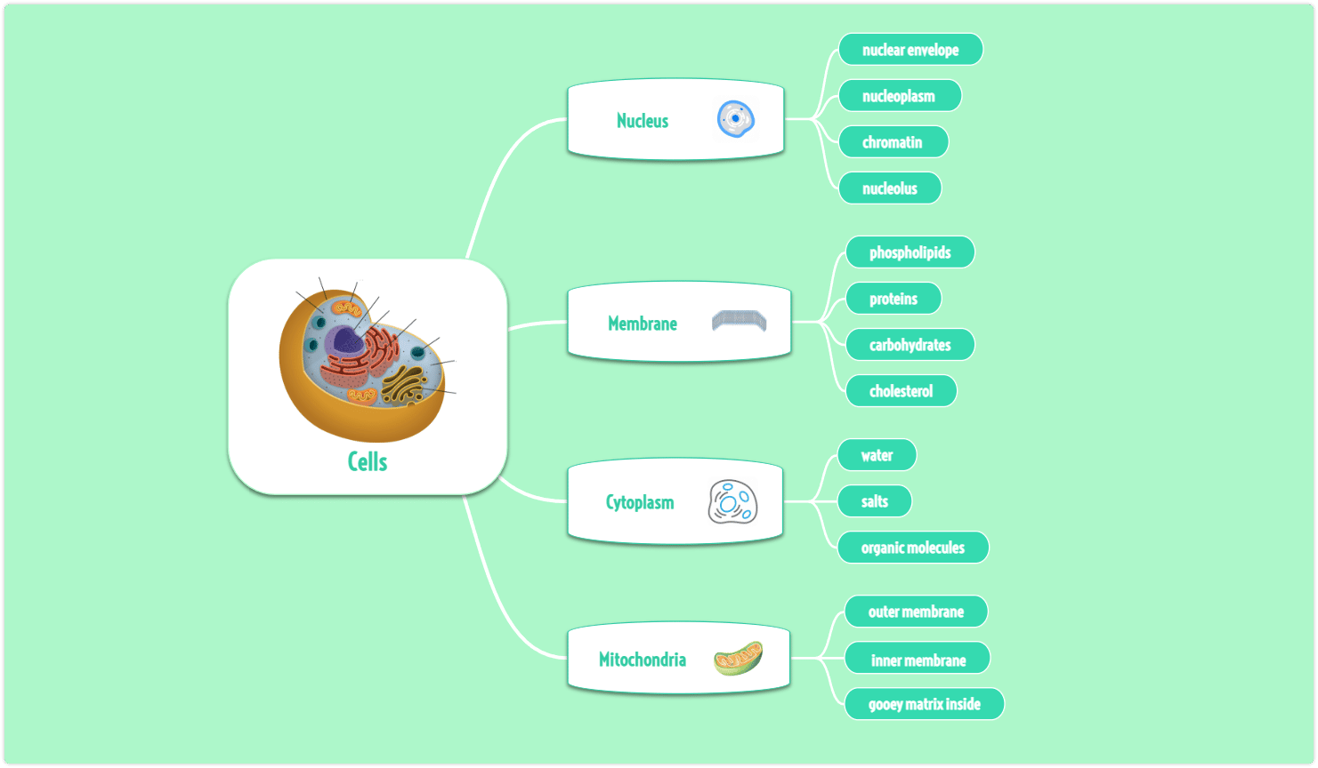 Cell brace map example