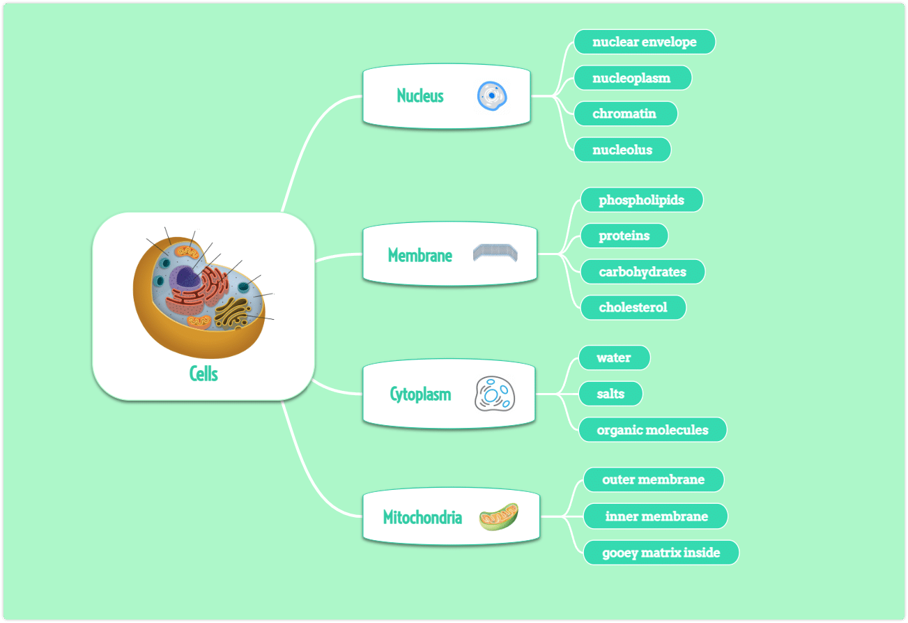 CREATE YOU MIND MAP: /signup.htm