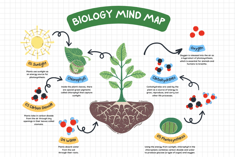 Unlocking the Power of Biology Mind Maps: A Visual Learning Revolution