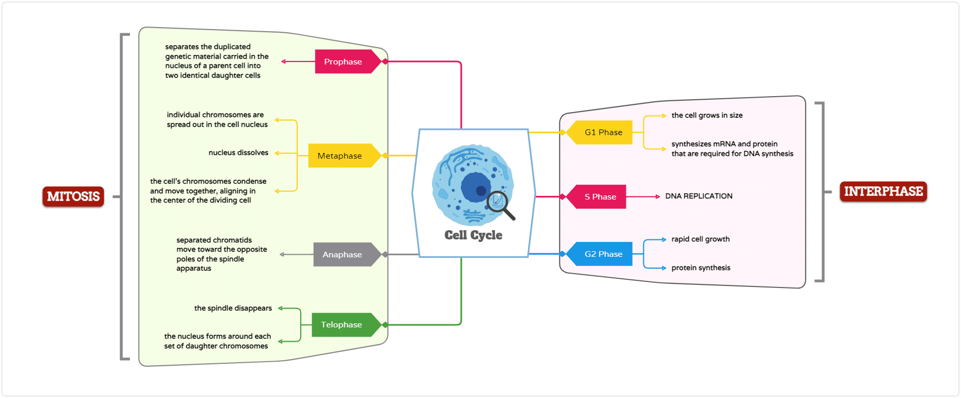 cell cycle biology mind map example