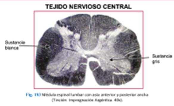 LLANOS , J. ; ZILVETTY , E. (2019) M.e lumbar