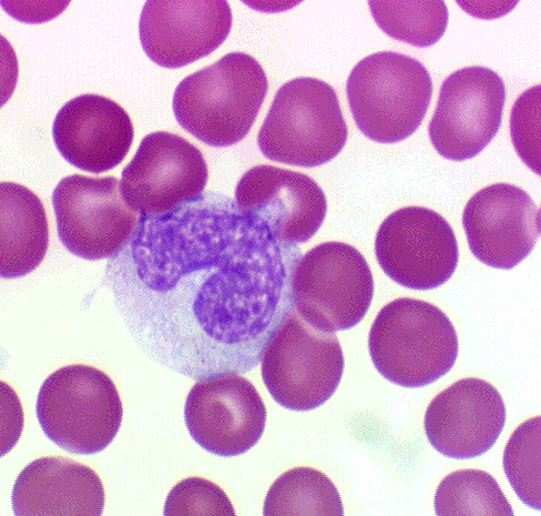 Monocytes