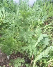 Matricaria discoidrea 
(Pineappleweed)