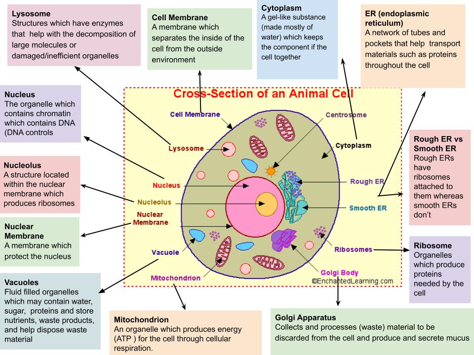 Animal Cells
Animal cells make up animals including humans
Here is a diagram of an animal cell: