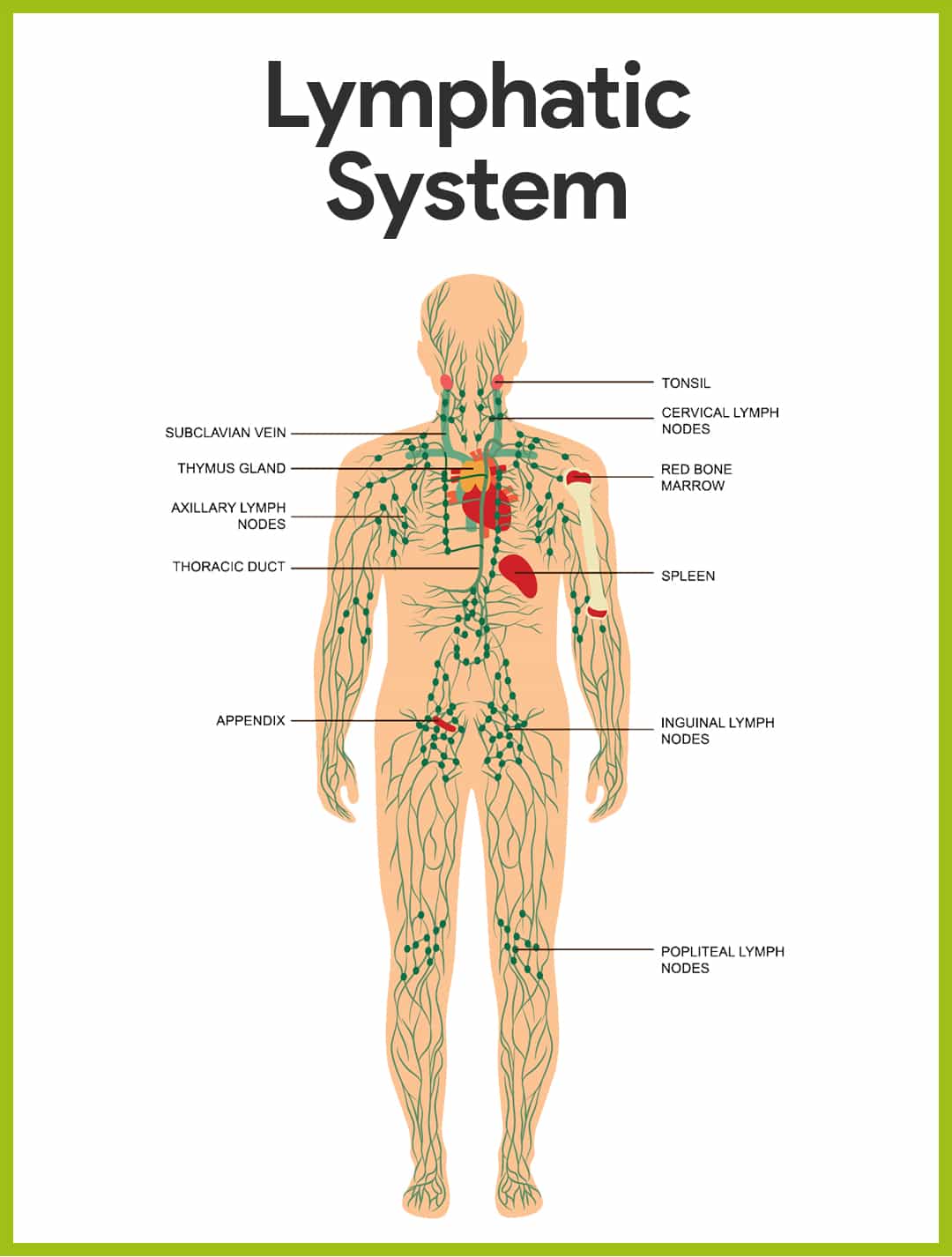 The lymphatic system