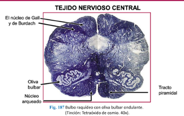 LLANOS , J. ; ZILVETTY , E. (2019)