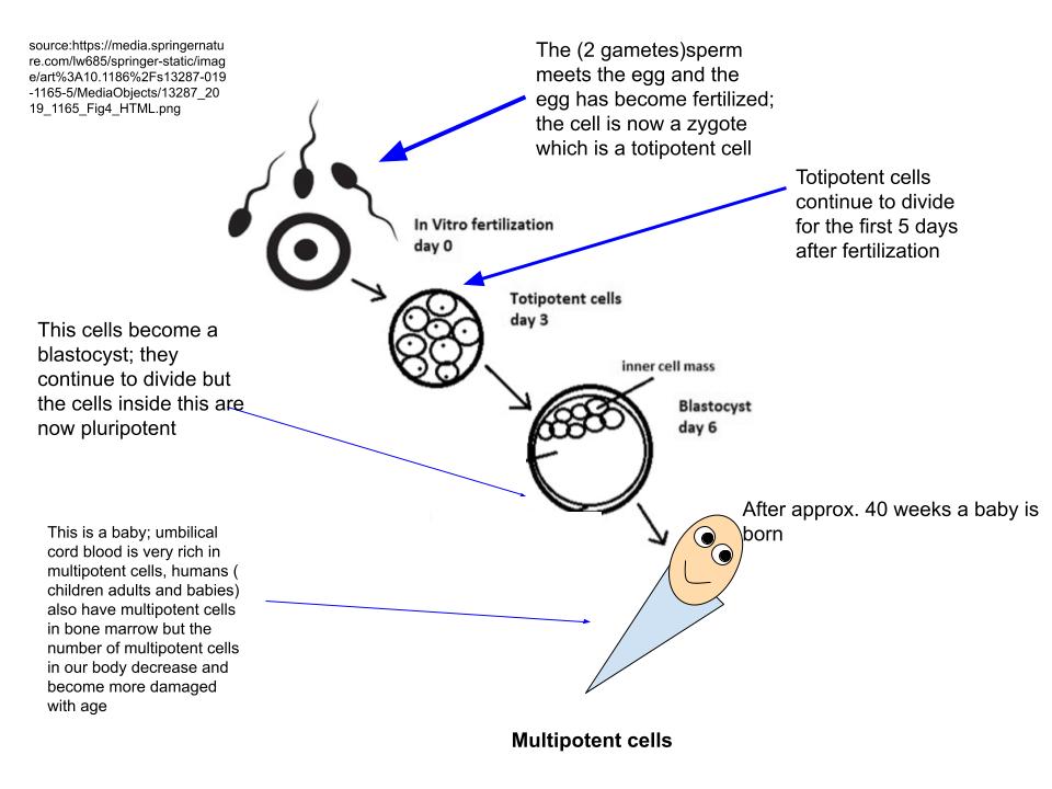 Types of Stem Cells