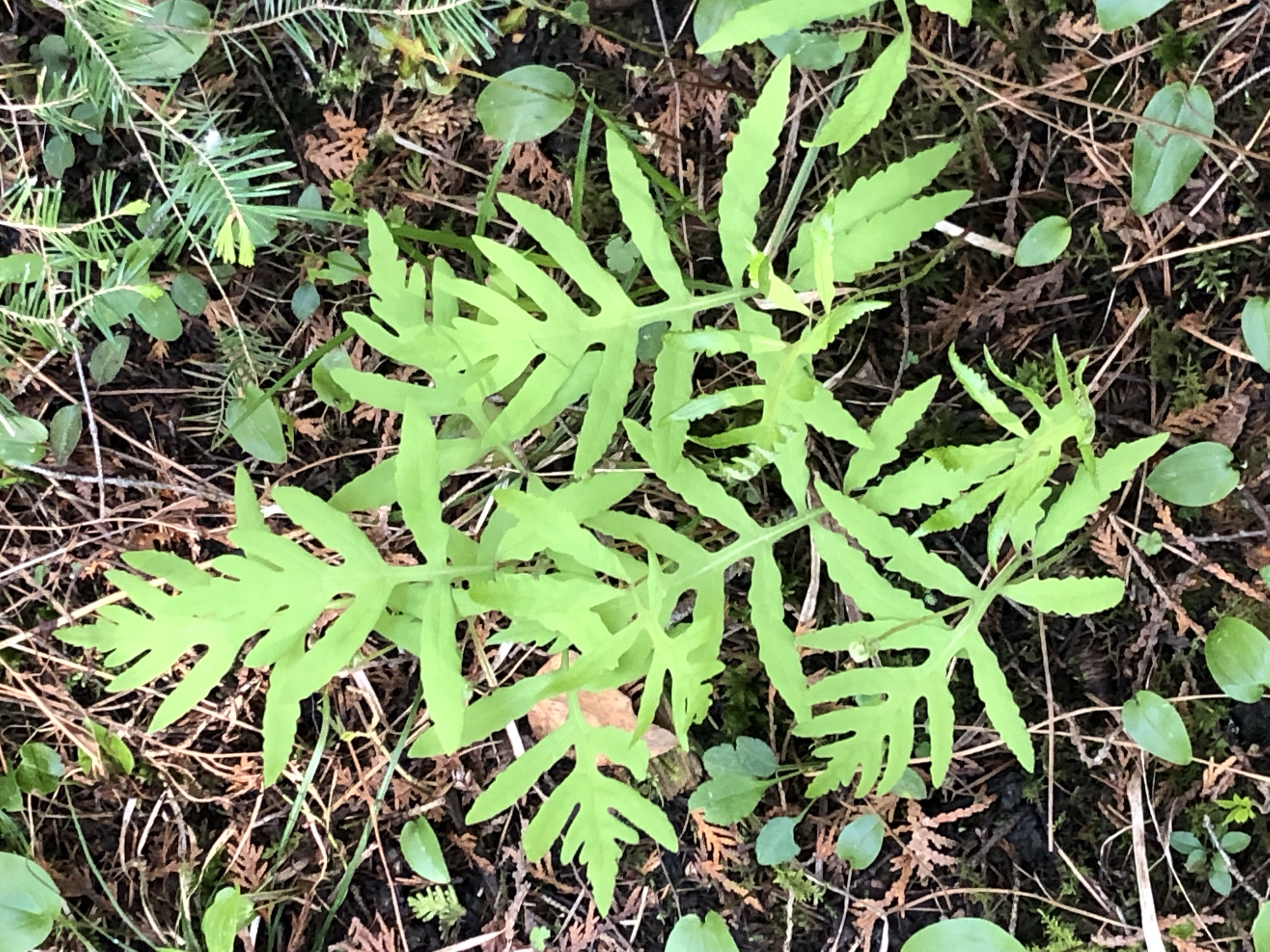 Onoclea sensibilis (sensitive fern)