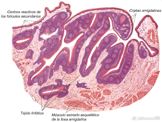 Amígdalas