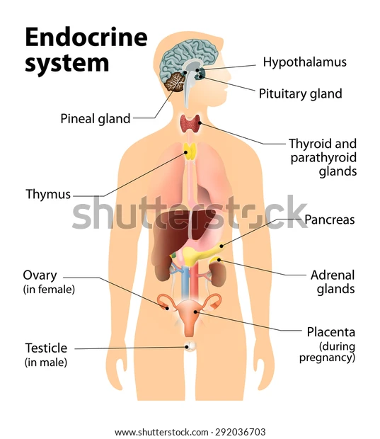 Endocrine System