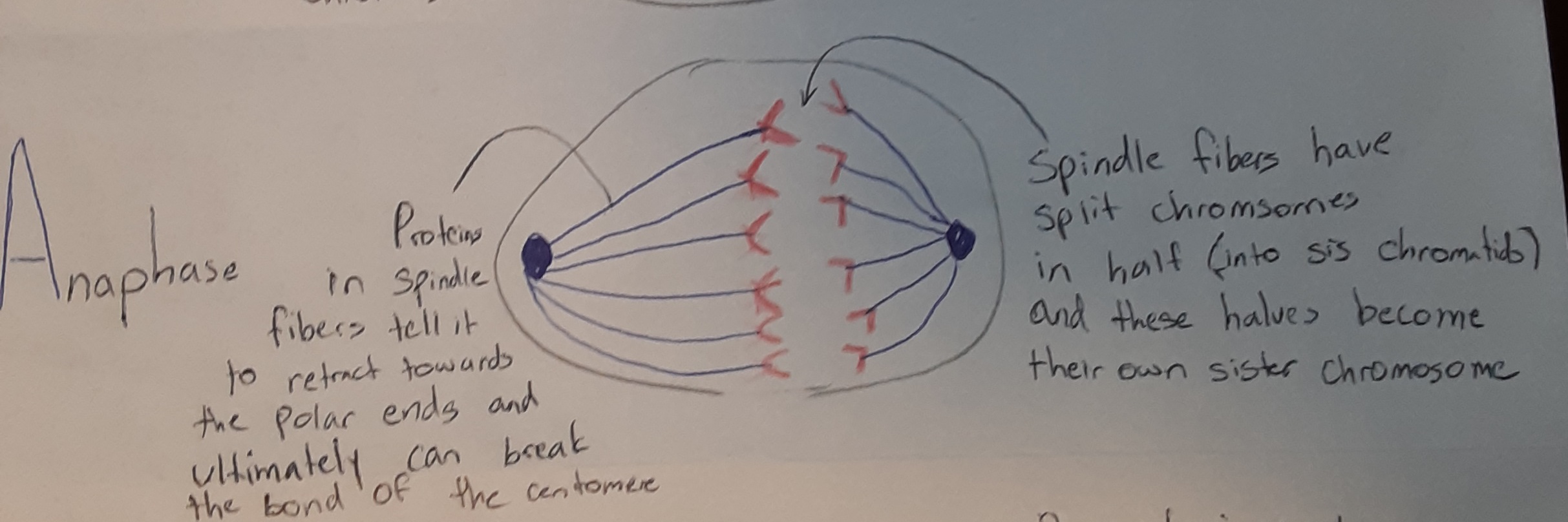 Anaphase(at this stage...)
-Spindle fibres (pull to) split chromosomes split into halves and are subsequently moved to opposi