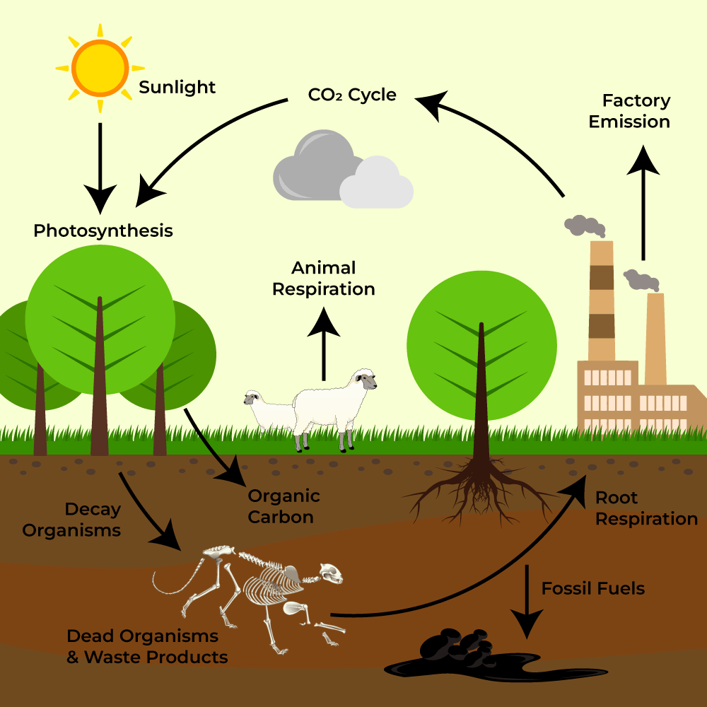 The Carbon Cycle is the process of how Carbon/Carbon Dioxide travels in the environment. There are 3 main ways that carbon en