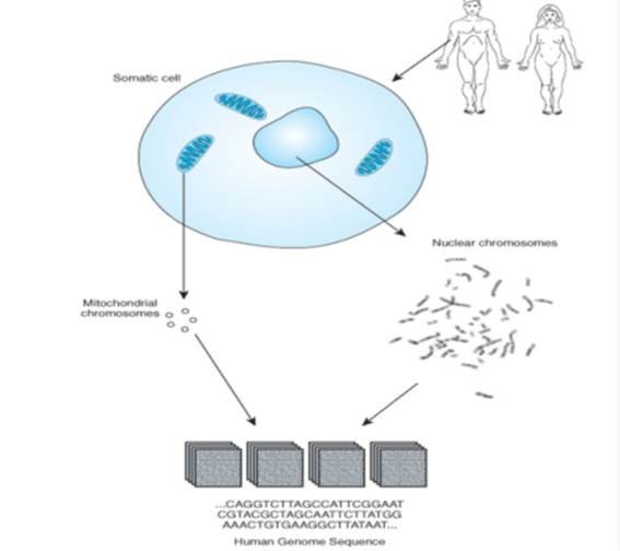 Organization of the Human Genome