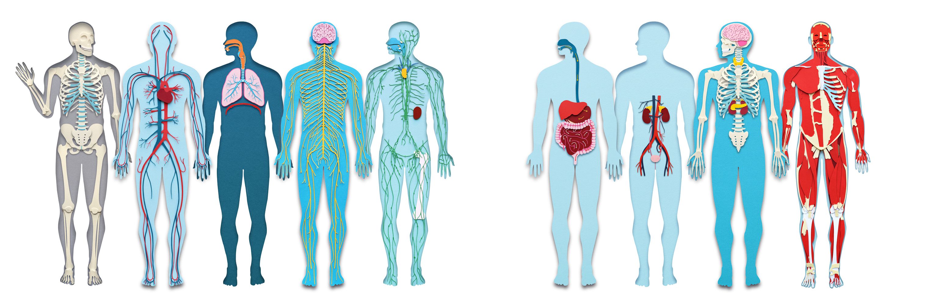 organ systems