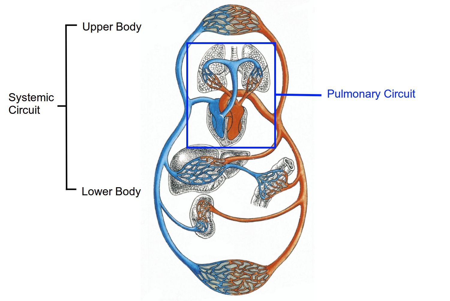 Systematic Circuit