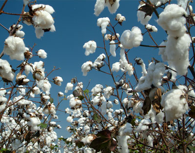 Cotton