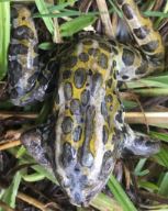 Lithobates pipiens
(Northern Leopard Frog)