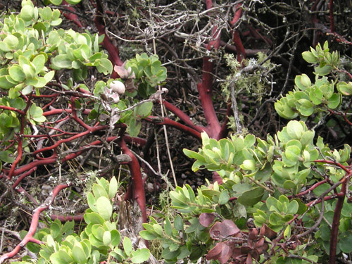 Manzanita