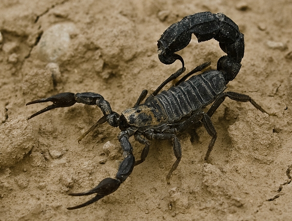 Representative Species:
- Scorpion