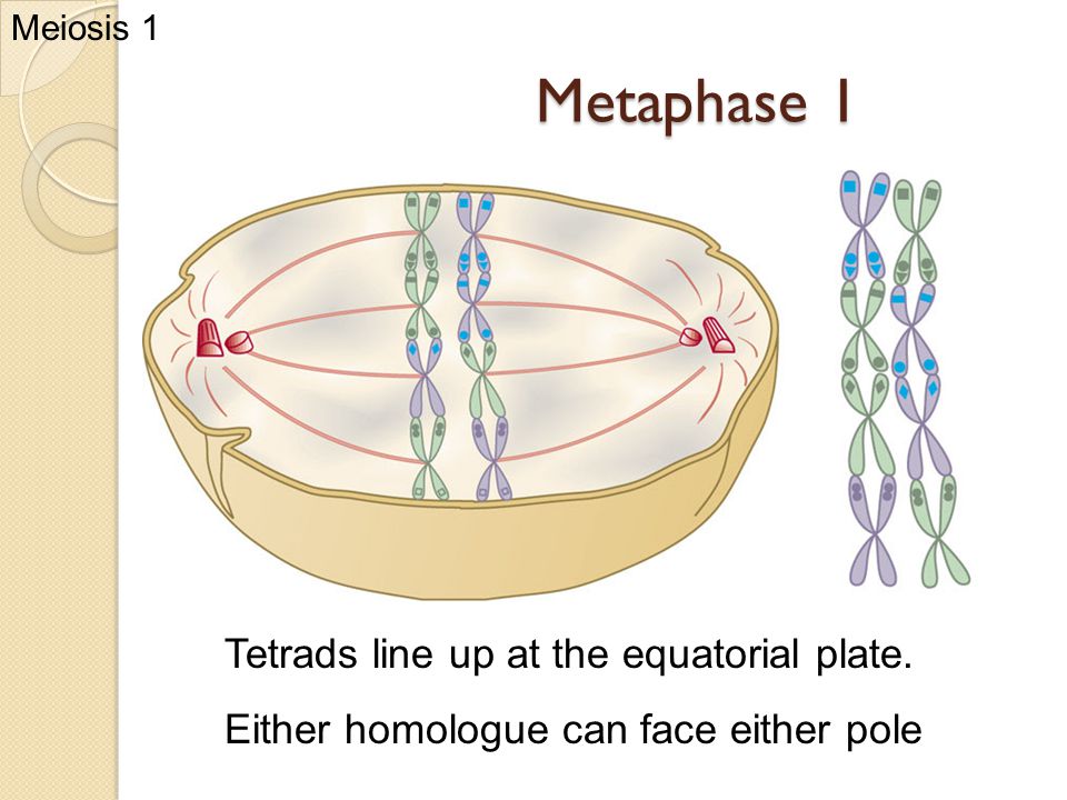 Metaphase I