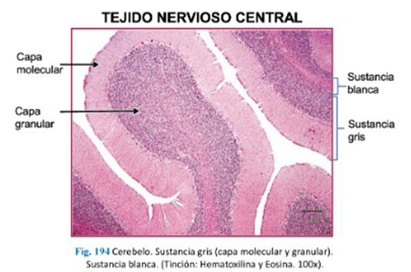 LLANOS , J. ; ZILVETTY , E. (2019) corteza cerebelosa la sustancia gris está organizada apenas en tres capas sobre la sustanc