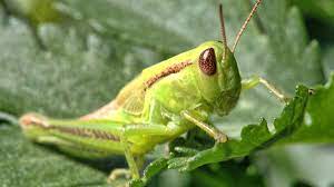 Grasshopper