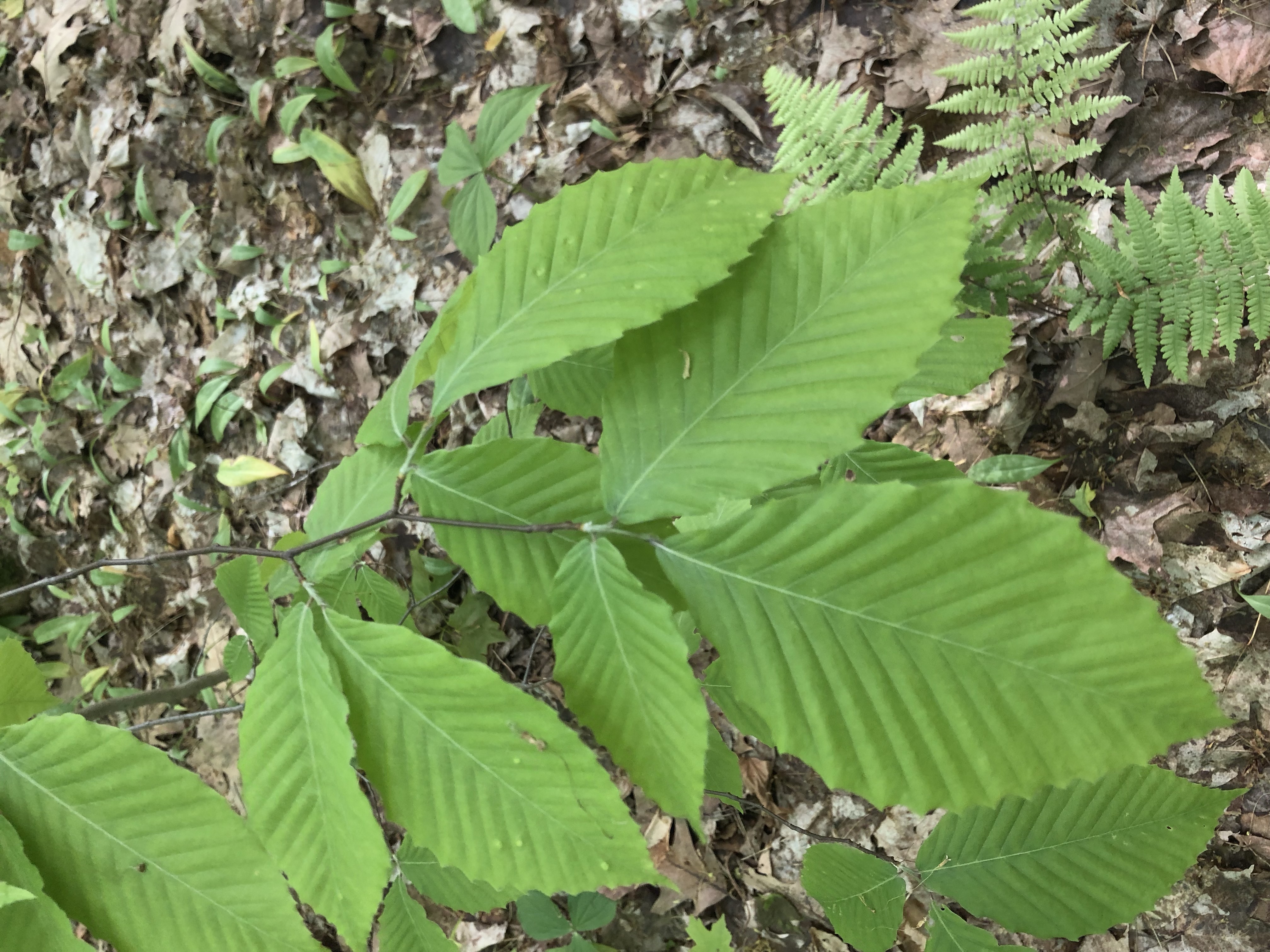 Ulmus americana
(american elm tree)