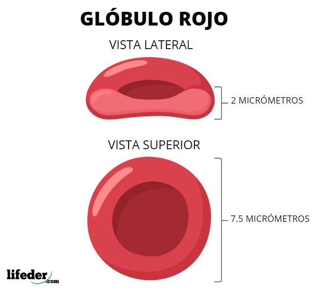 ERITROCITO
- Células a-nucleadas cargadas de hemoglobina.
- Forma aplanada (disco bicóncavo).
- Función: Transporta oxigeno y