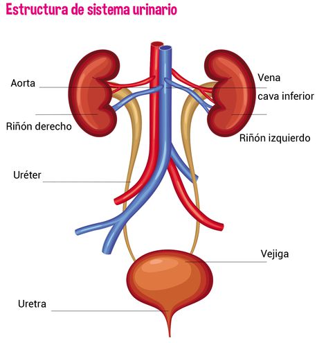 Excreción