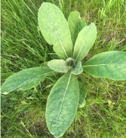 Verbascum thapsus 
(Great Mullein)