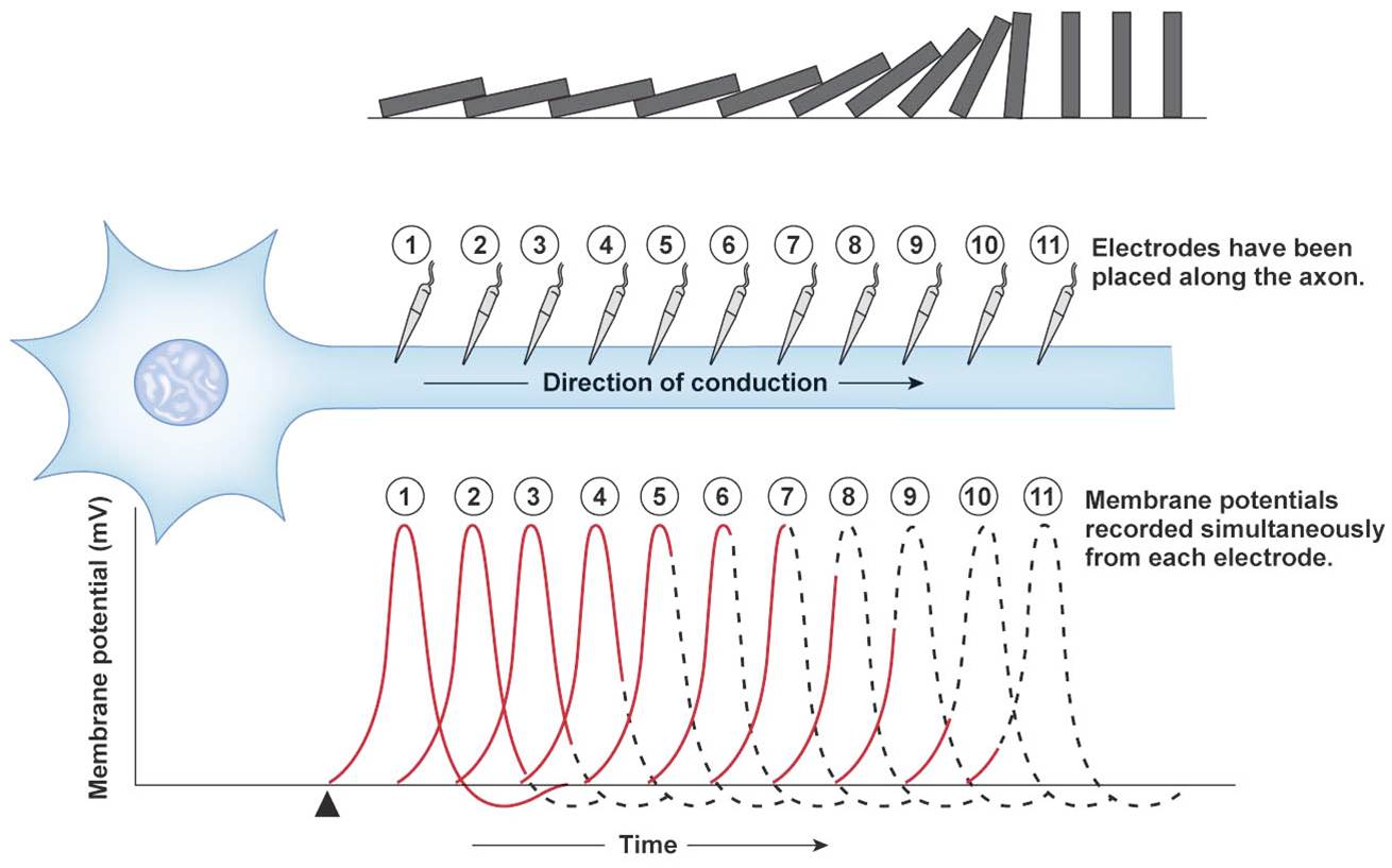 THE GENERATION OF ACTION POTENTIALS ALONG AN AXON