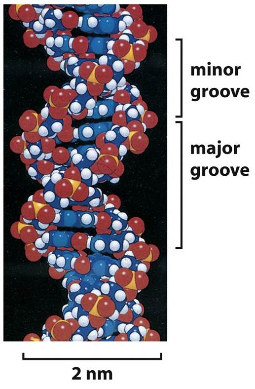 Minor and Major Grooves along length