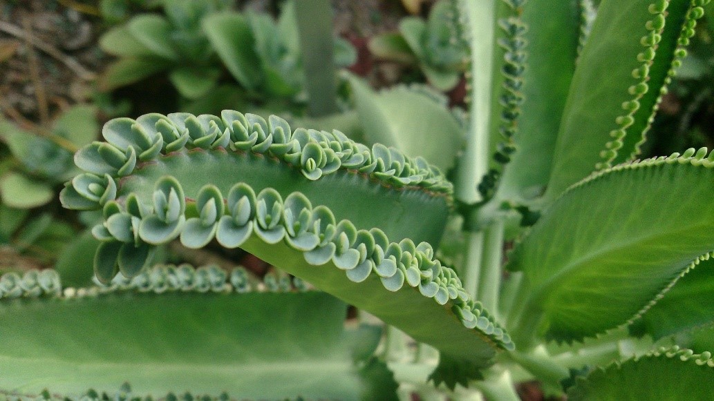 Bryophyllum sp.