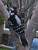 Picoides pubescens 
(Downy Woodpecker)