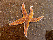 Representative Species:
- Starfish