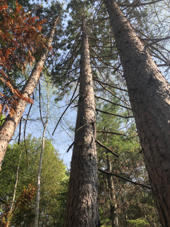 Pinus resinosa
(Red Pine)