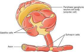 Células de Schwann o neurolemocitos