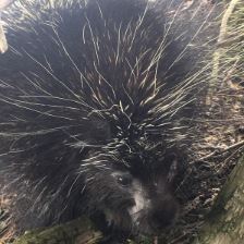 Erethizon dorsatus 
(Common Porcupine)