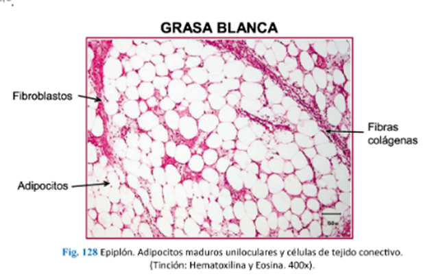 LLANOS , J. ; ZILVETTY , E. (2019)