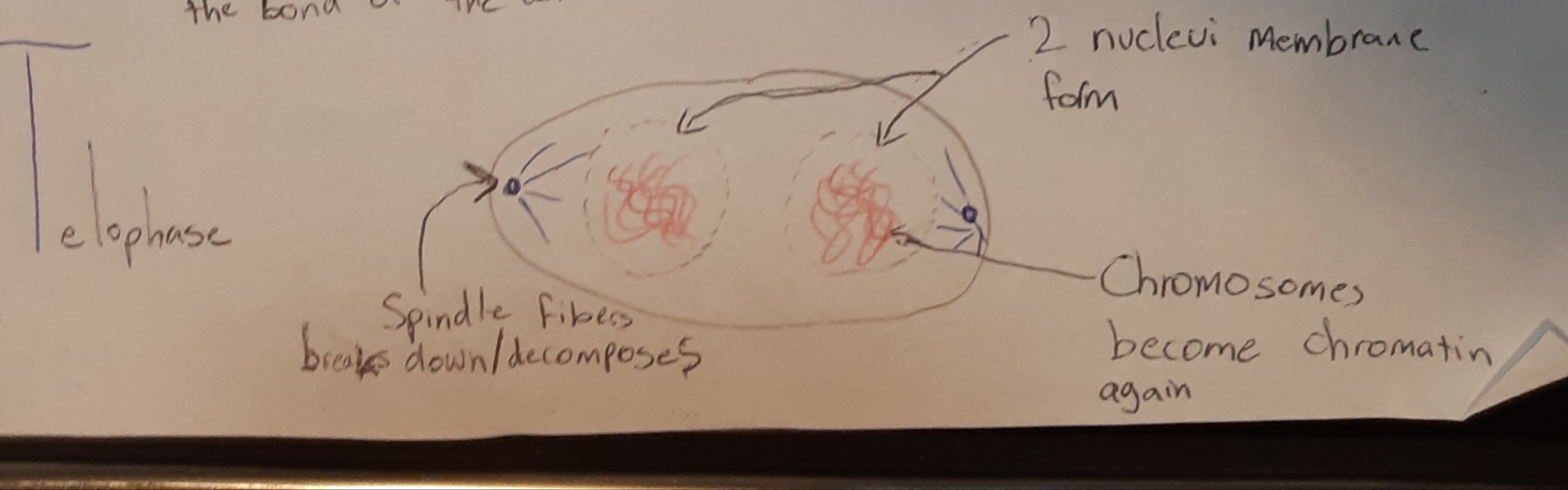 Telophase (at this stage...)
-Spindle fibres break down
-Chromosomes become chromatin again
-New nuclear membranes begin to f