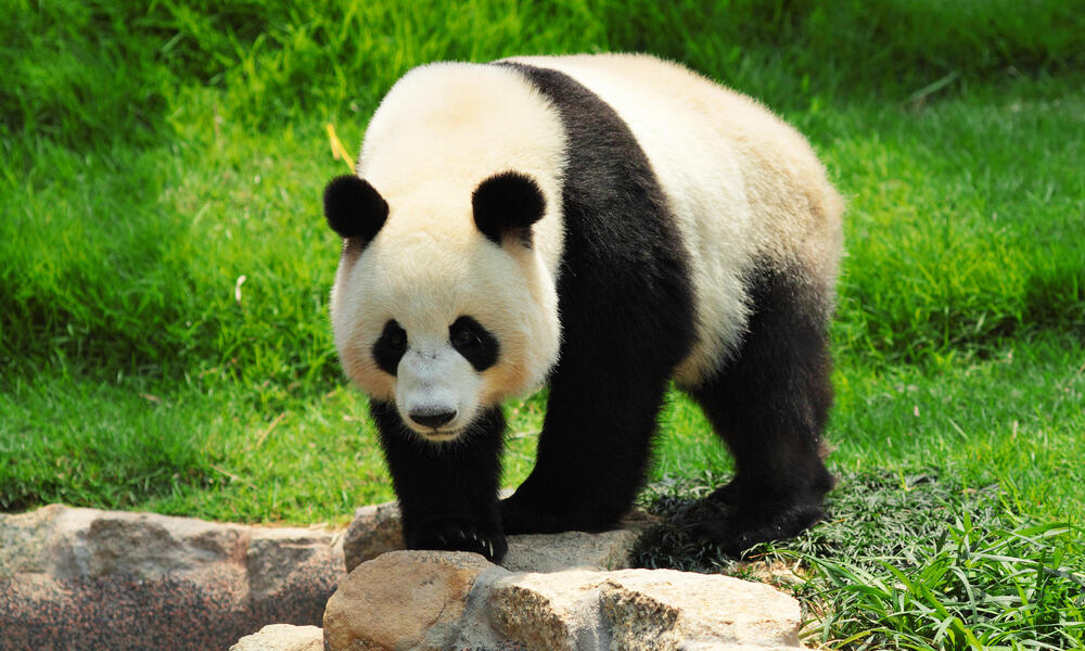 The giant panda is an example of an endangered animal. Their cause of endangerment is due to deforestation. Meaning the loss 