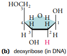 Deoxyribose sugar 
-lack of an oxygen atom at carbon 2 in deoxyribose 
-contains five carbons that 
has lost the -OH (hydroxy