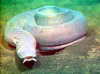 Representative Species:
- Hagfish