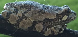 Hyla versicolor (Grey Treefrog)