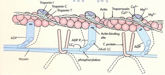 Myosin