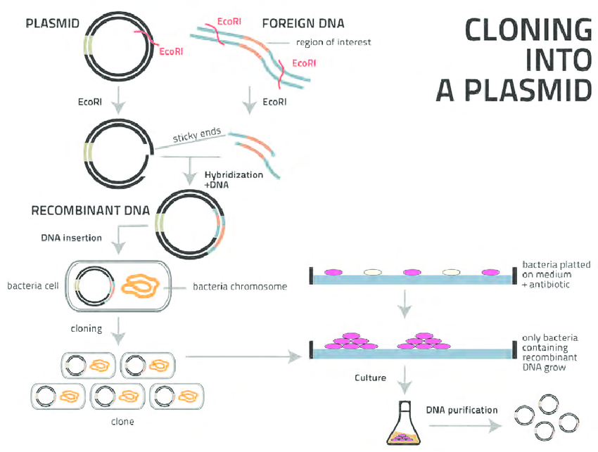 Diagram