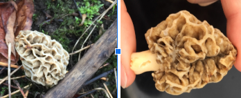 Morchella esculentoides (True morel)