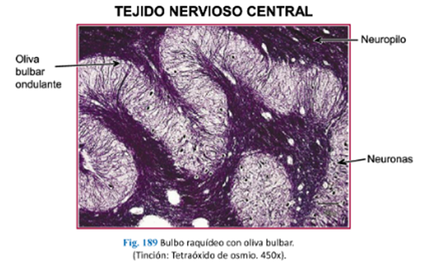 LLANOS , J. ; ZILVETTY , E. (2019)