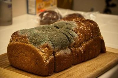 Bread mold is an example of a food mold.